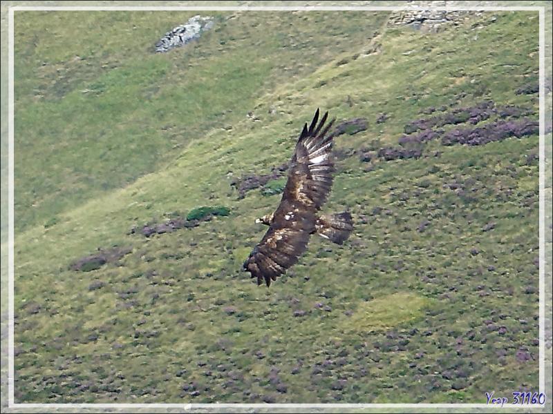 Aigle royaux, Golden Eagles (Aquila chrysaetos) vus du  Mail de l'Aigle - Artigue - 31