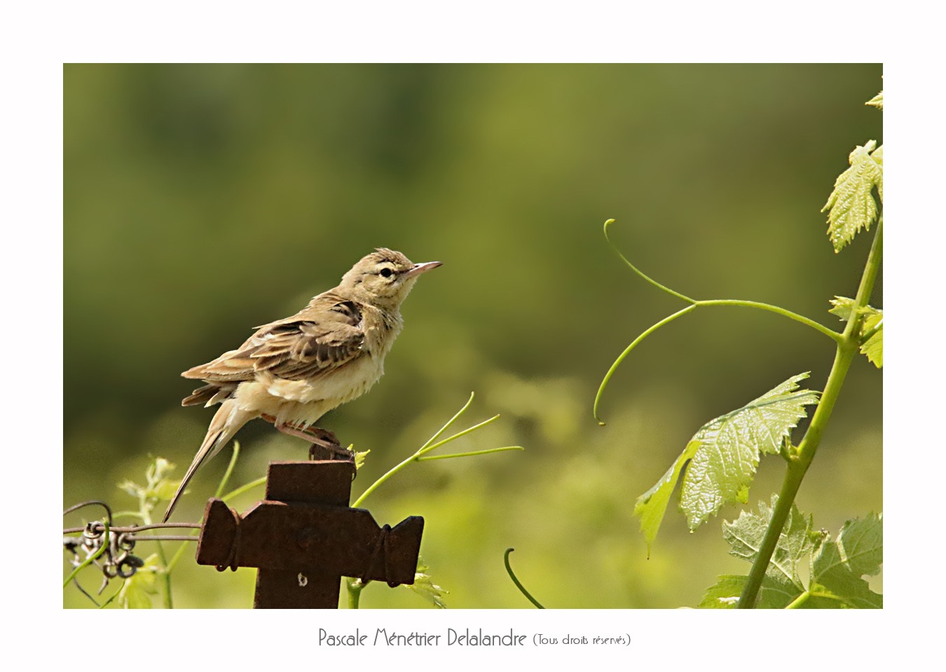 Pipit rousseline