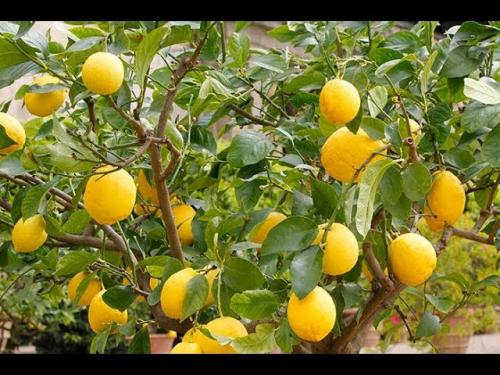 Arbre fruitier  ; Citronnier