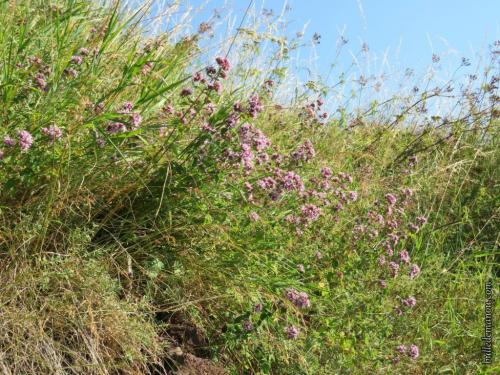 Fleurs cultivées : Marjolaine