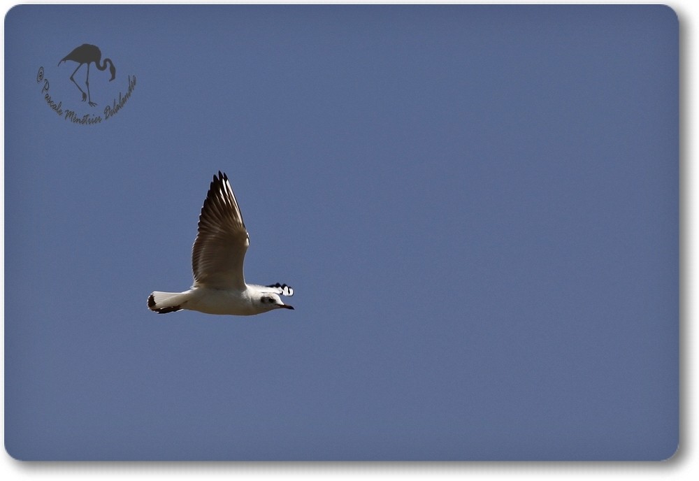 Mouette rieuse...