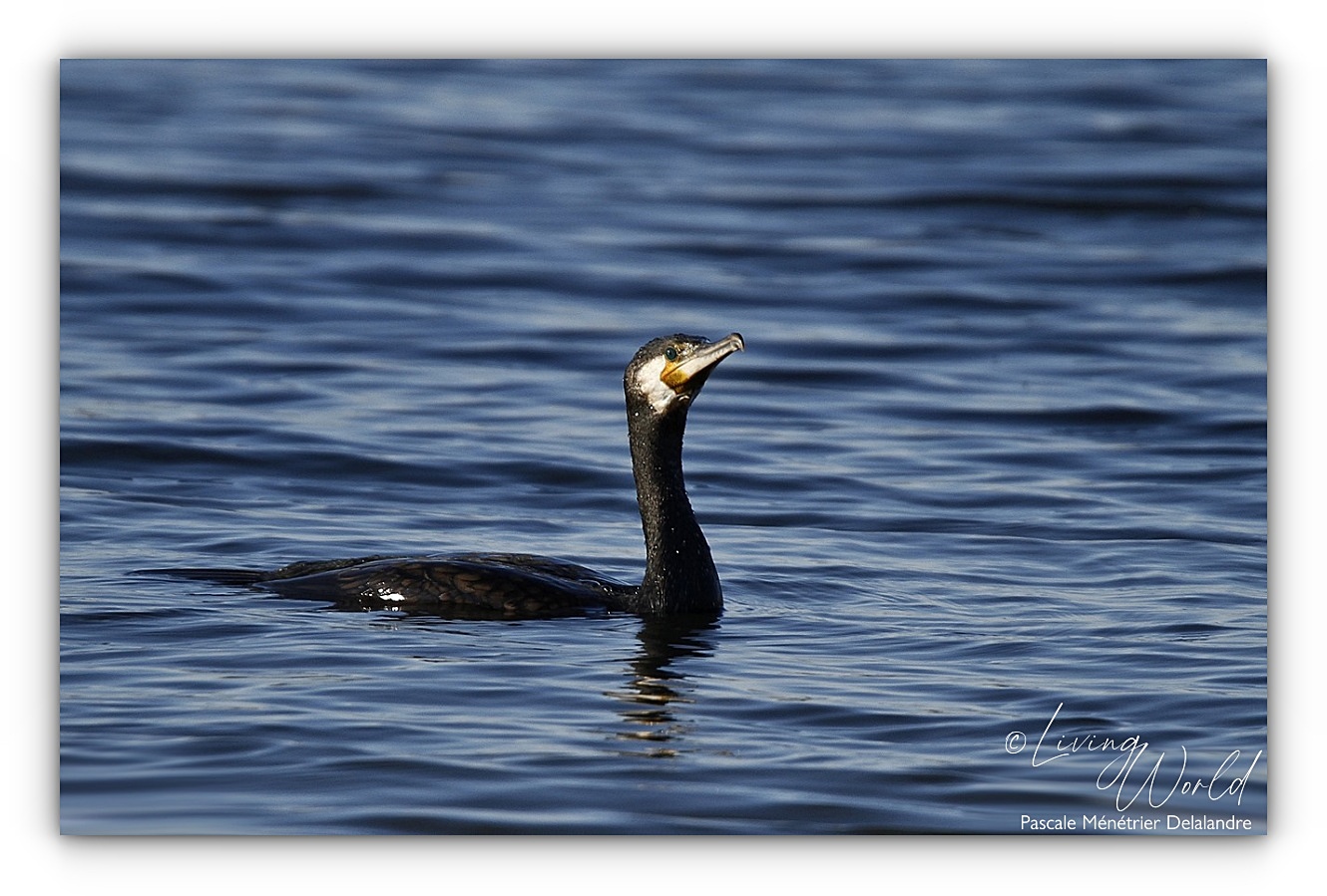 Modifier la rubrique - Grands cormorans