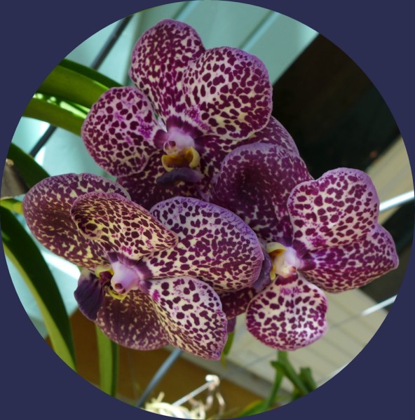 vanda2014 10 03