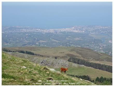 Le pottok , le poney basque - Avril 2017