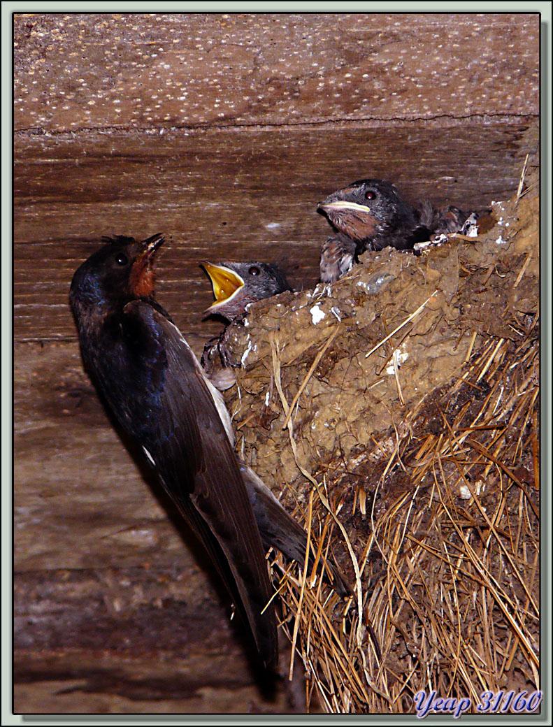 L'hirondelle rustique (Hirundo rustica) ne fait pas le printemps ... - Laouech - Milhas - 31  (Faune)