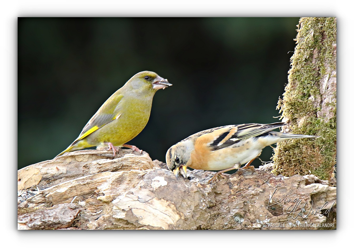 Pinson du Nord & compagnie...
