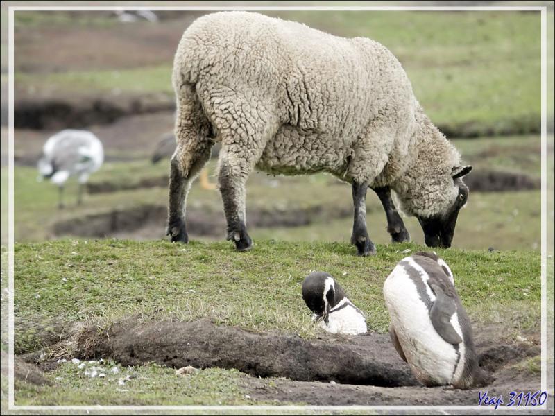 Les moutons cohabitent avec les espèces sauvages, ici des Manchots de Magellan - The Neck (Le Détroit) - Saunders Island - Falkland (Malvinas, Malouines) - Grande-Bretagne