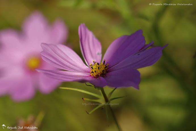 Cosmos en jachère