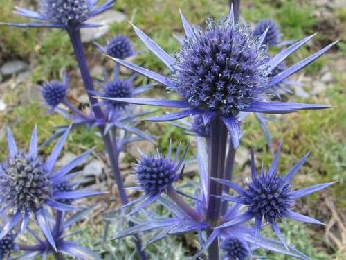 Fleurs cultivées : Panicaut