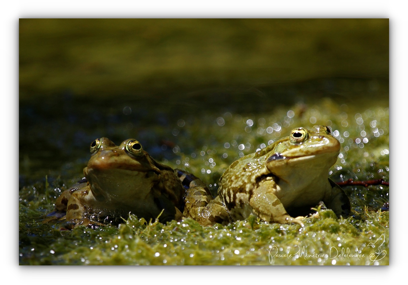 Les rieuses des mares...