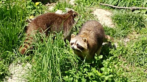 Epic spring weekend in Toronto