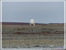 Dernière série avec cet ours on ne peut plus photogénique ! (Polar bear) - Creswell Bay - Somerset Island - Nunavut - Canada