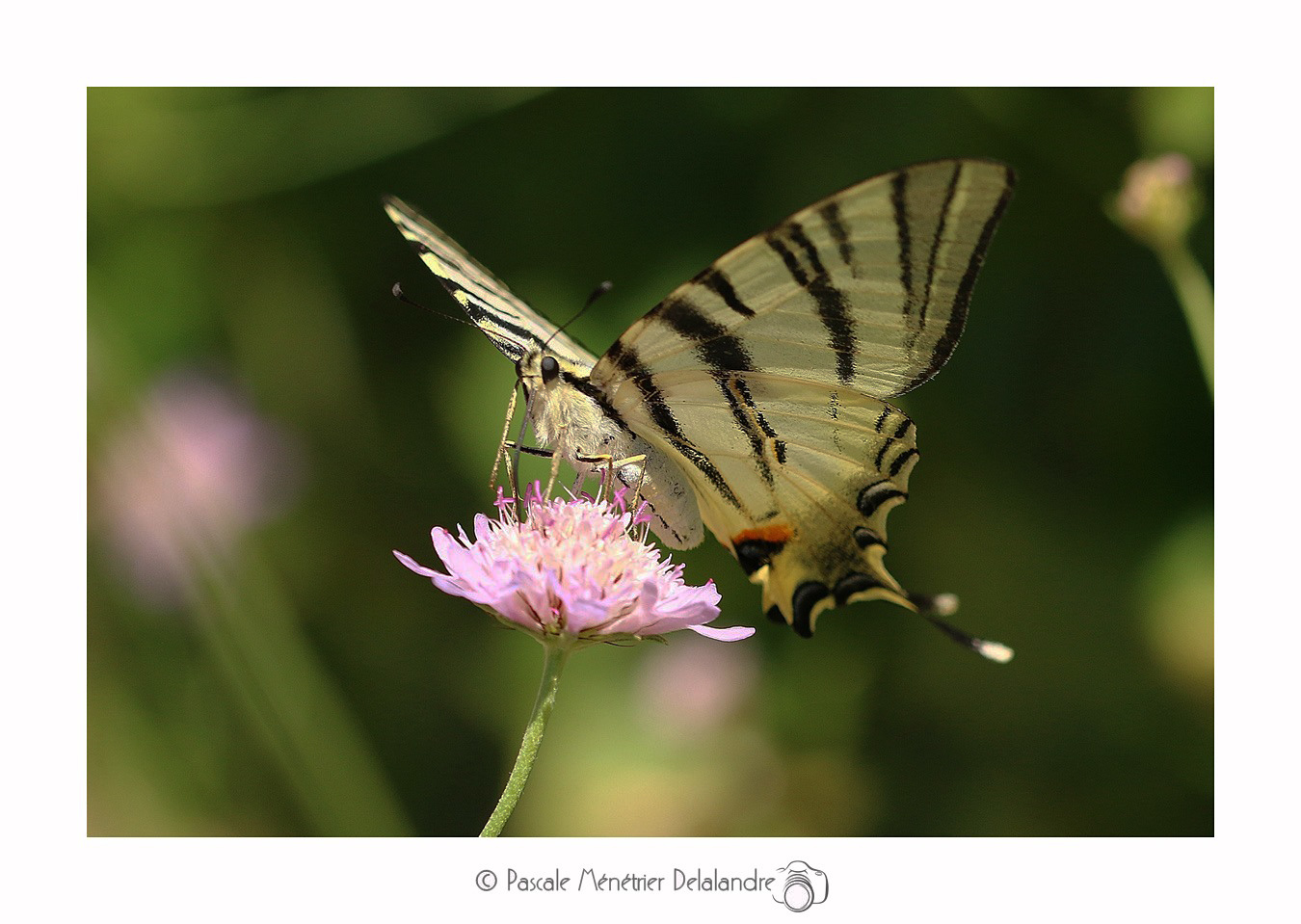 Flambé (Iphiclides podalirius) - Papilionidae