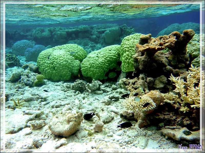 Ambiance et couleurs sous-marines - Atoll de Fakarava - Tuamotu - Polynésie française