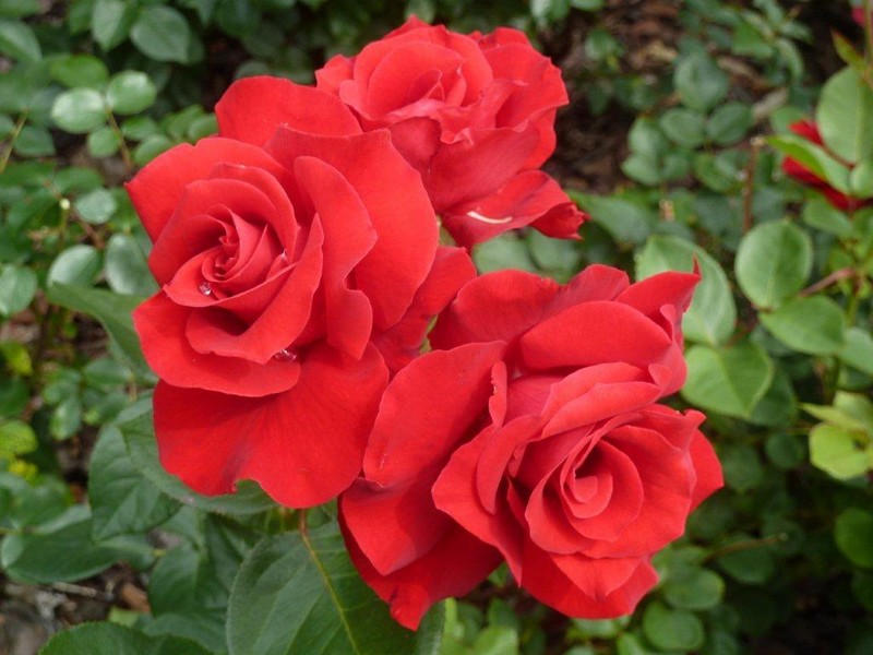 les roses 