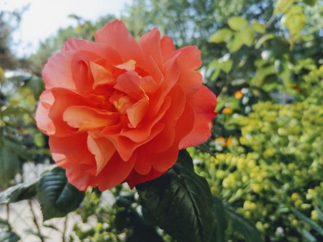 Citations Zen 2020 (4)