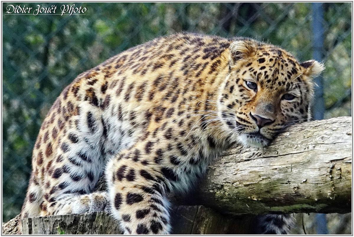 Panthère de l'Amour (1) - Panthera pardus orientalis