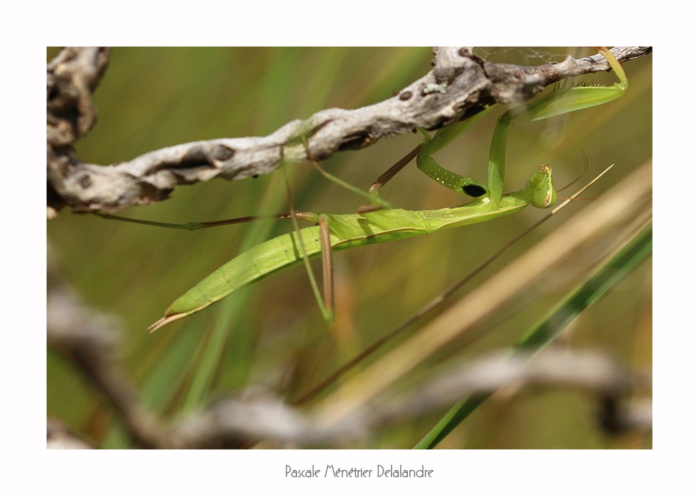 Mante religieuse forme verte immature - Mantis religiosa