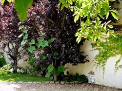 Bon Dimanche ! Le potimaron et le prunus .....
