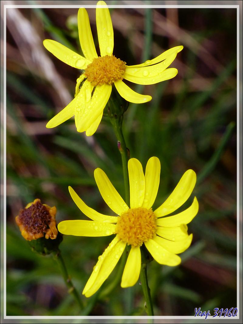 Séneçon de Mazamet ou du Cap ou sud-africain (Senecio inaequidens) - Verdun - 09