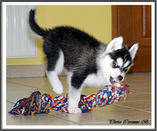 Les jouets de vos Huskys (26 avril 2014)