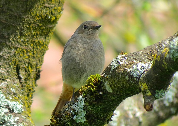 Dix-sept sortes d'oiseaux qui ont fréquenté mon jardin durant l'hiver 2015-2016...