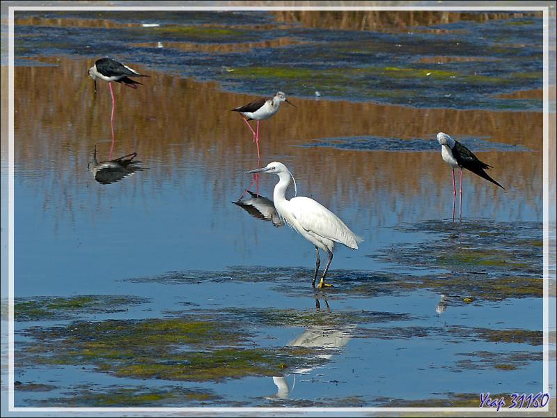 Aigrette garzette, Little Egret (Egretta garzetta) et Échasses blanches, Black-winged Stilts (Himantopus himantopus) - La Couarde-sur-Mer - Ile de Ré - 17