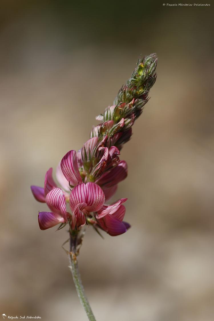 Sainfoin
