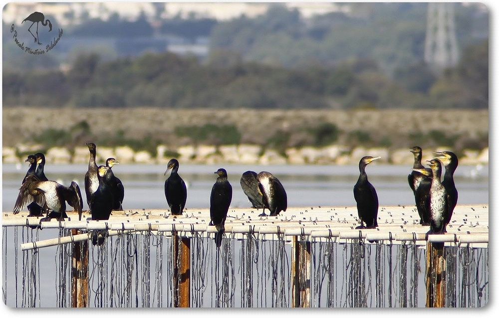 Grands Cormorans (Etang du Prévost)...