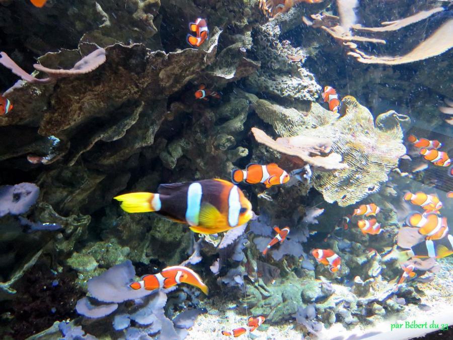 l'aquarium du Croisic (44) -2