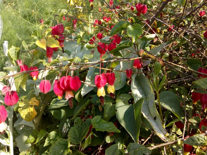mon abutilon dans mon jardin