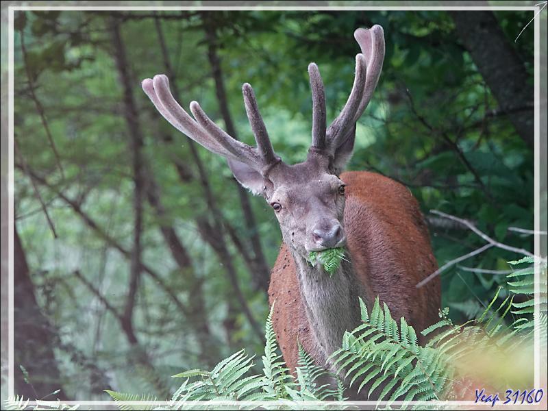 2 Cerfs en photos en période des velours - Lartigau - Milhas - 31