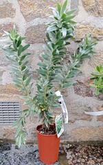 leucadendron argentum