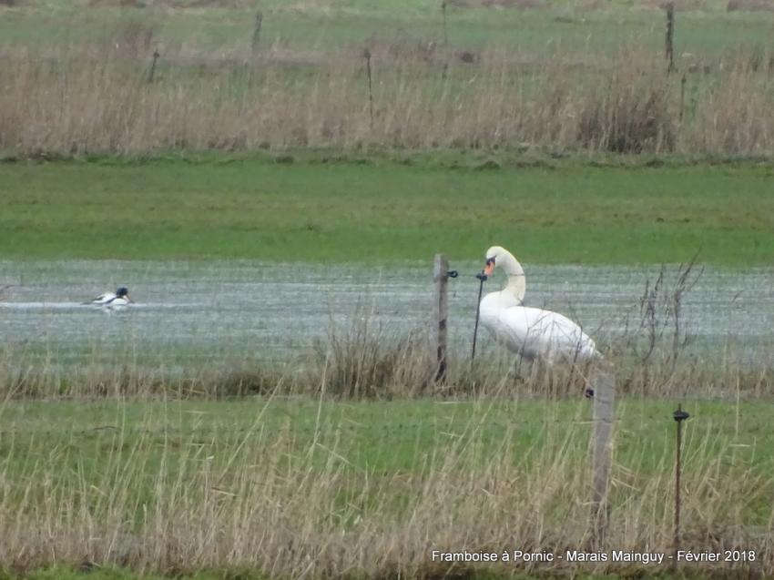 Pornic, Marais Mainguy - Février 2018