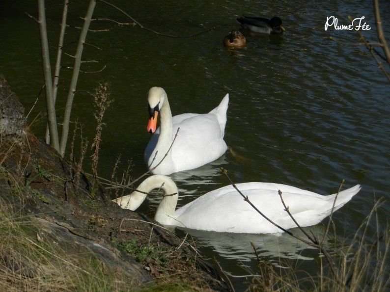 Image014.jpg