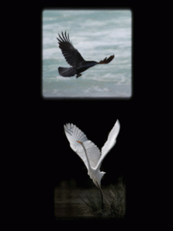 Les oiseaux blancs et les oiseaux noirs