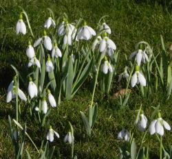 Imbolc