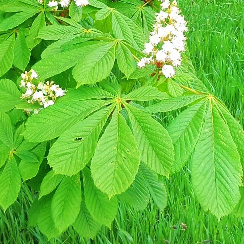  marronniers en fleurs 