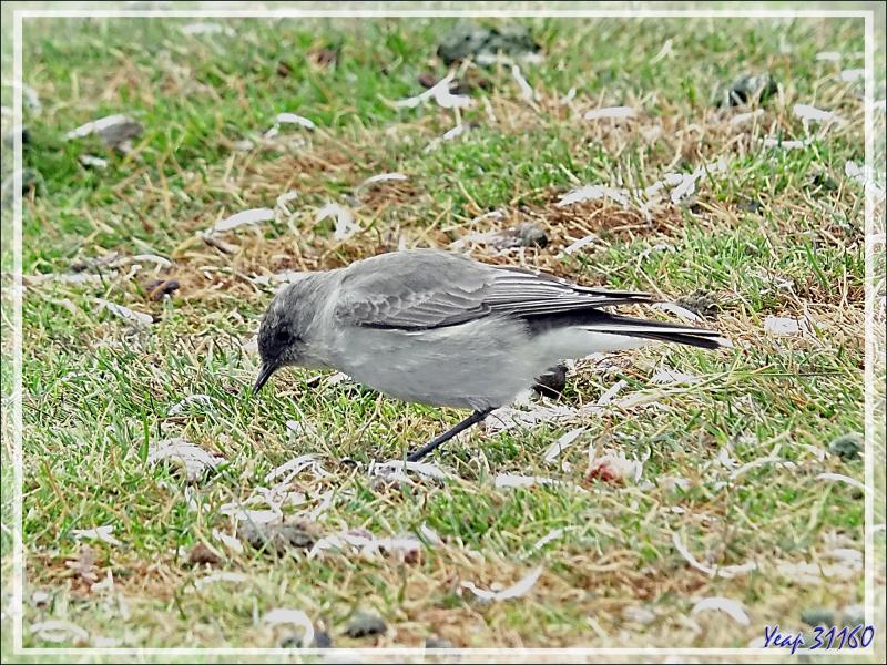 Dormilon bistré, Dark-faced Ground Tyrant (Muscisaxicola maclovianus) - Grave Cove - West Falkland (Malvinas, Malouines) - Grande-Bretagne