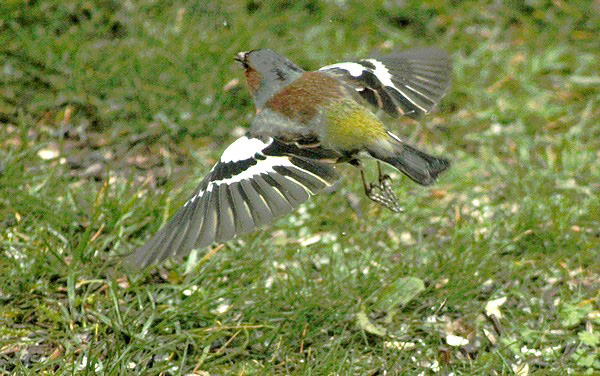 Dix-huit sortes d'oiseaux ont fréquenté mon jardin durant l'hiver 2015-2016...