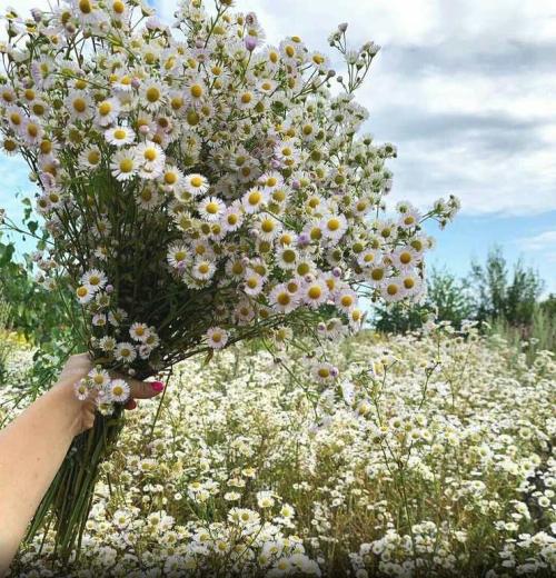 Bouquets marguerites(2)
