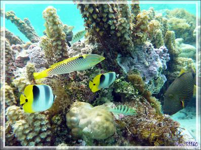Un Baliste striè casse la croûte, aussitôt, une nuée de pique-assiette se pointent ! - Jardin de Corail - Motu Tautau - Taha'a - Polynésie française