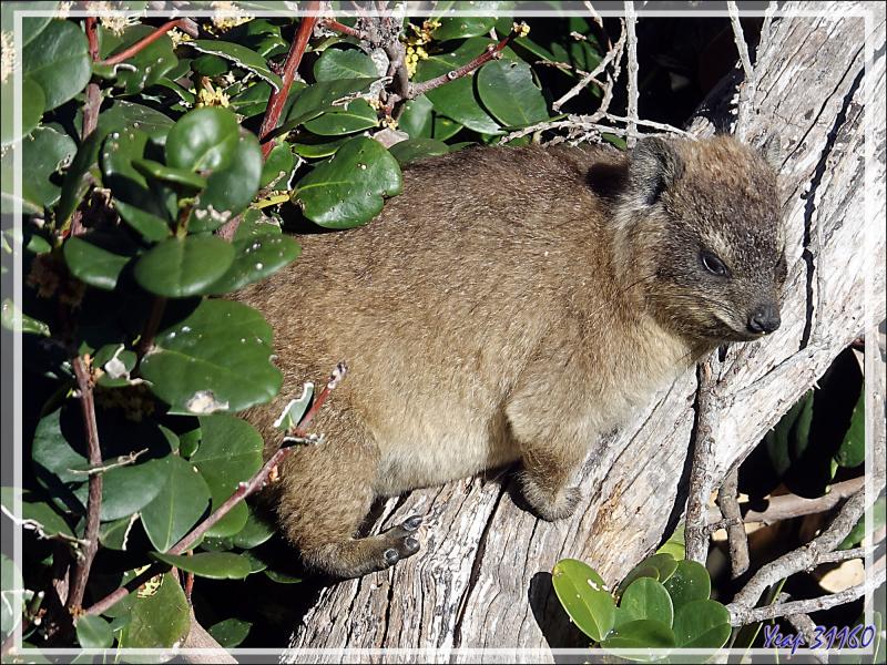 Jeunes Damans des rochers, Daman du Cap, Rock rabbit, Cape hyrax, Dassie (Procavia capensis) - Camps Bay - Cape Town - Afrique du Sud