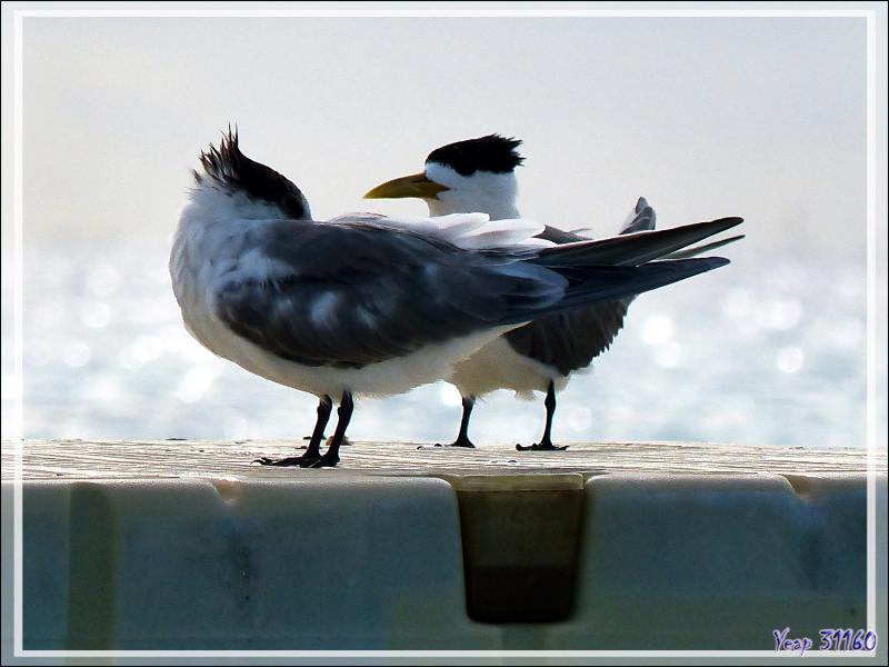 Sterne huppée, Greater Crested Tern (Thalasseus bergii) - Rotoava - Atoll de Fakarava - Tuamotu - Polynésie française