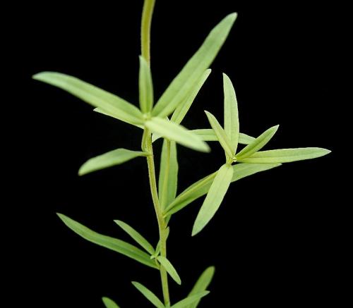 Fleurs cultivées : Linaires