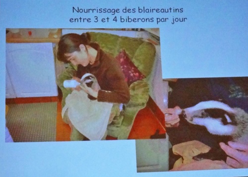 Le blaireau : de l'ombre à la lumière