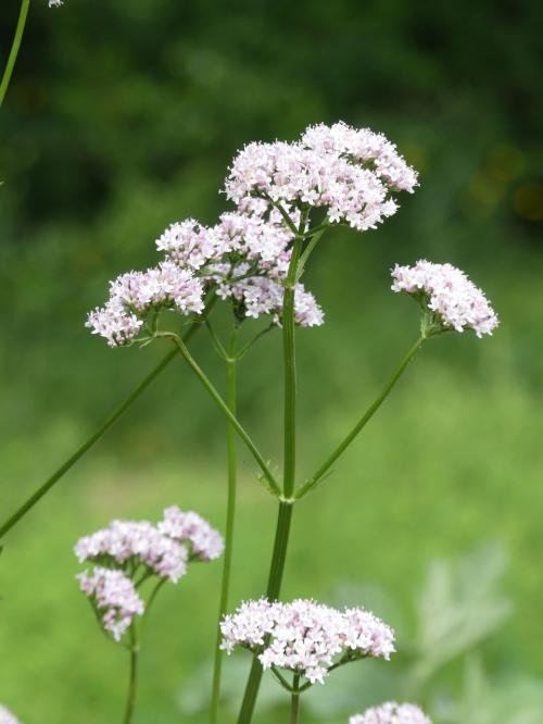 Fleurs cultivées : Valériane
