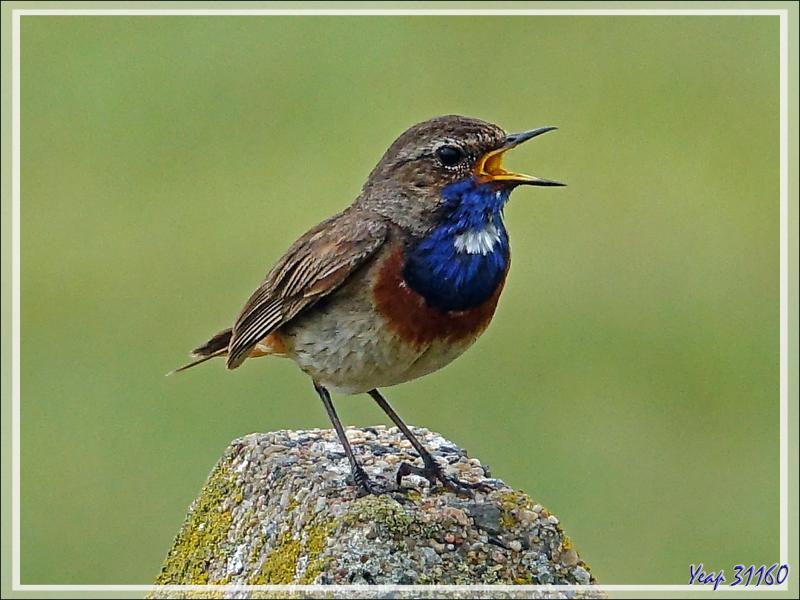 Gorge-bleue à miroir, Bluethroat (Luscinia svecica) - Loix - Ile de Ré - 17