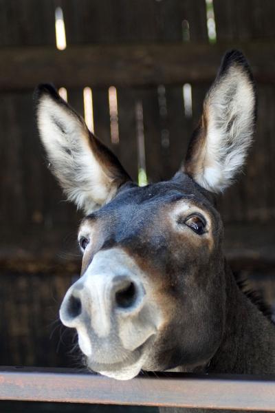 Images insolites d'animaux