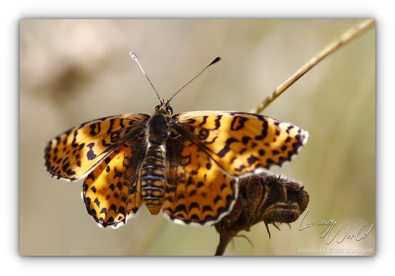 Famille des Nymphalidae  (1/2)